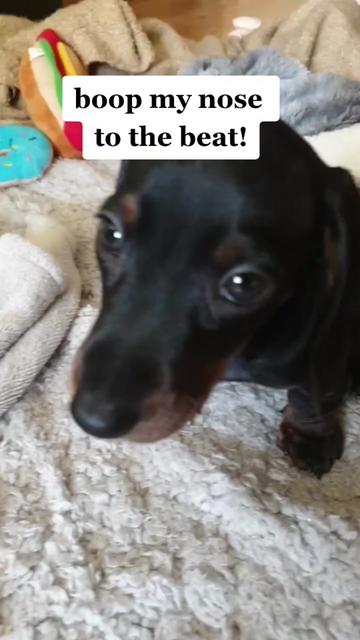 @Otto the mini dachshund