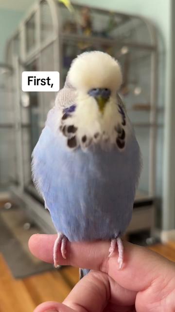 @Rupeedoo
