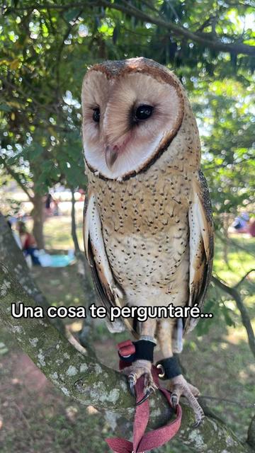 @lincozinh