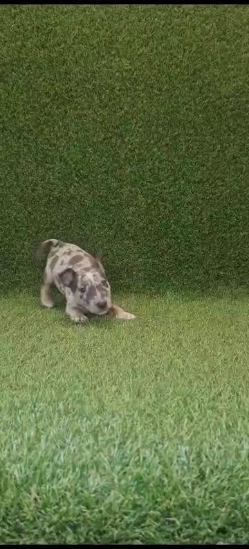 @Mini Bull Terriers from Hell