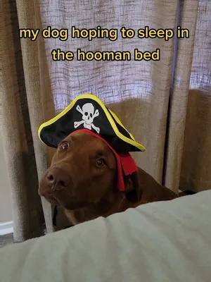 @hankinthehat
