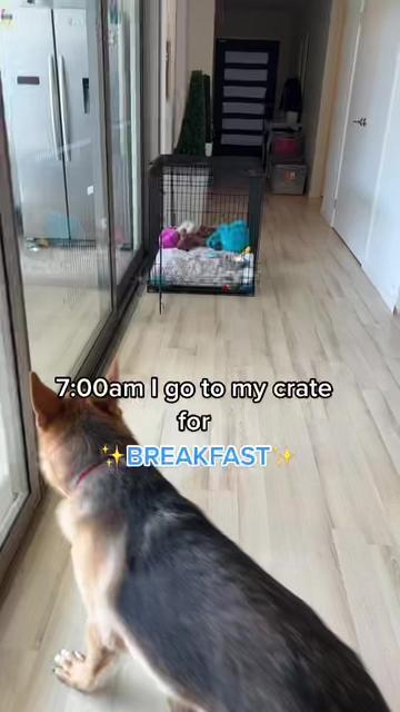 @Scout and Bailey 🐕🐶
