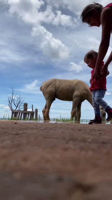 @Haras Zé Galego