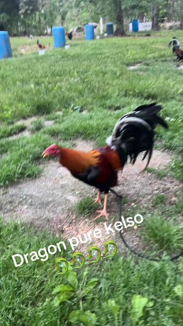 @Dragon game farm