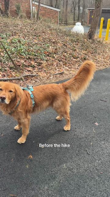 @Bentley the Spicy Golden🌶️