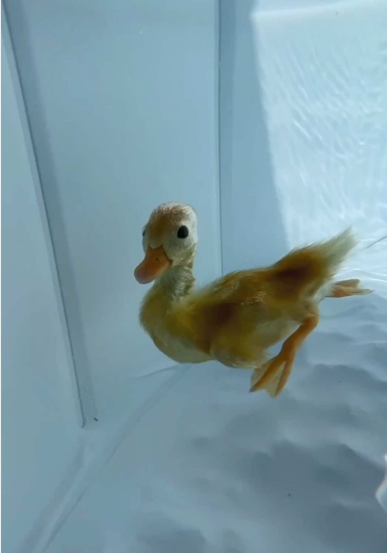 @ducks_in_space🪿🪿💦