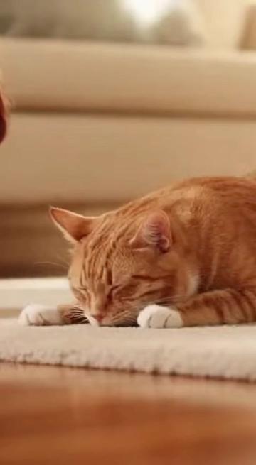 @Purrfect Moments
