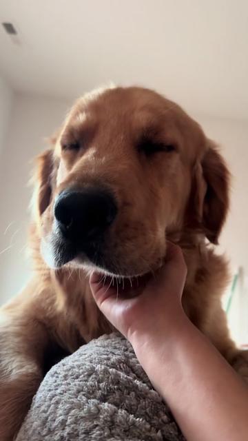 @Thebestgoldenlife