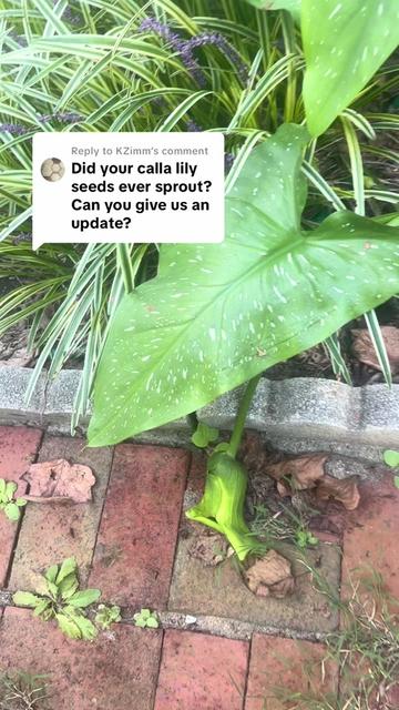 @greengirlgardens