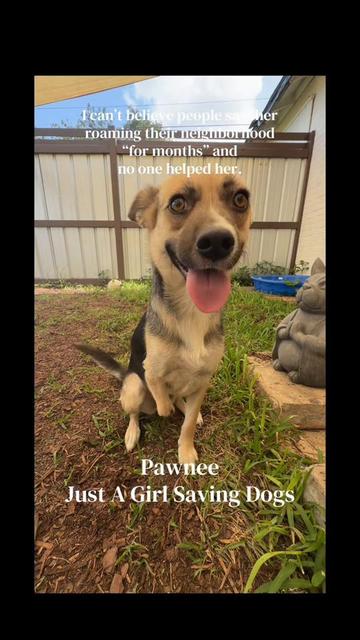 @Just A Girl Saving Dogs