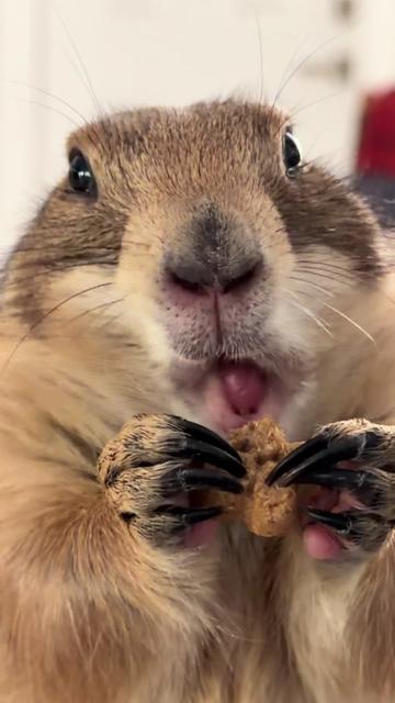 @Poppy the Prairie Dog
