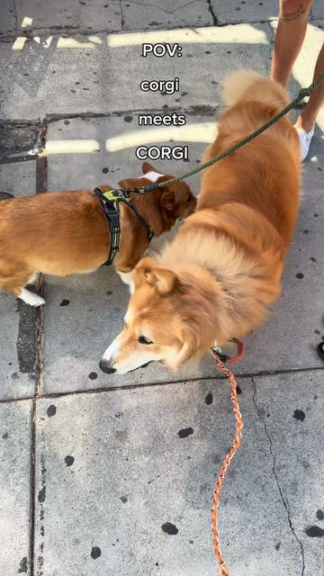 @apollothecorgimute