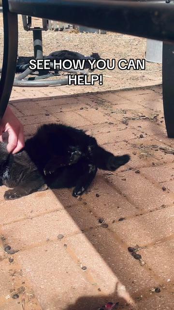 @Meow Meow