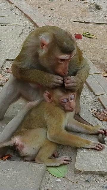@Monkey Cambodia