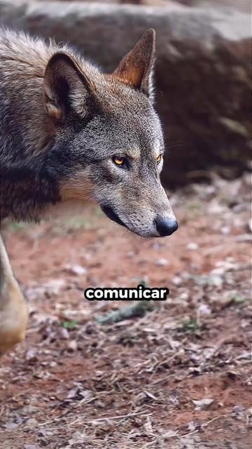 @Sacola