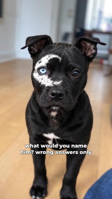 @moonfetches