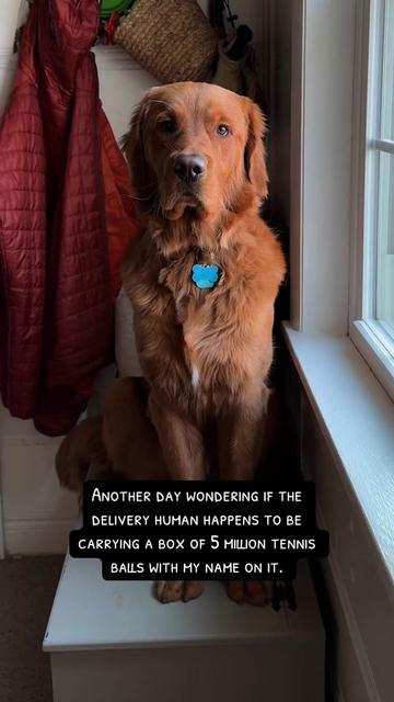 @Rooster The Red Retriever
