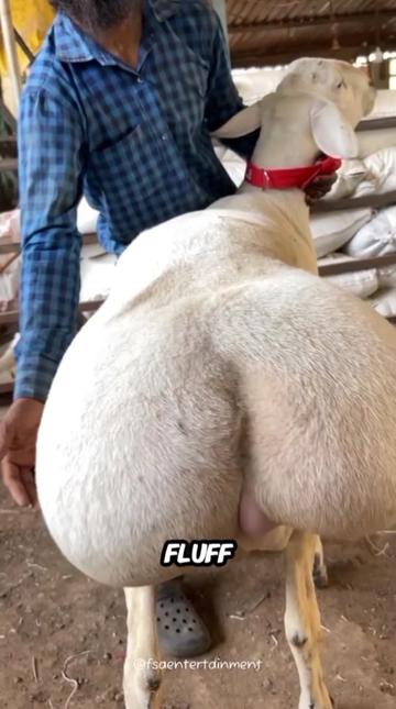 @ALL ABOUT ANIMALS