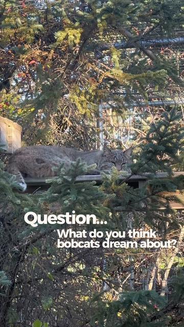 @The Wildcat Sanctuary