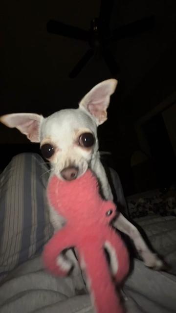 @TBD the Rescue Chihuahua