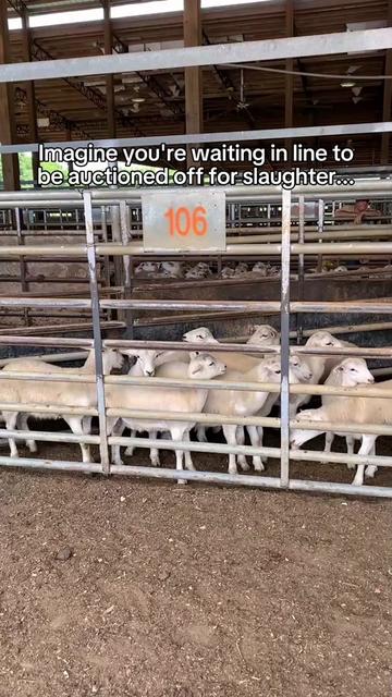@The Gentle Barn | Sanctuary