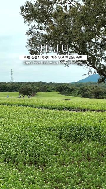 @제주도