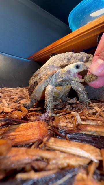 @Tommys_reptiles