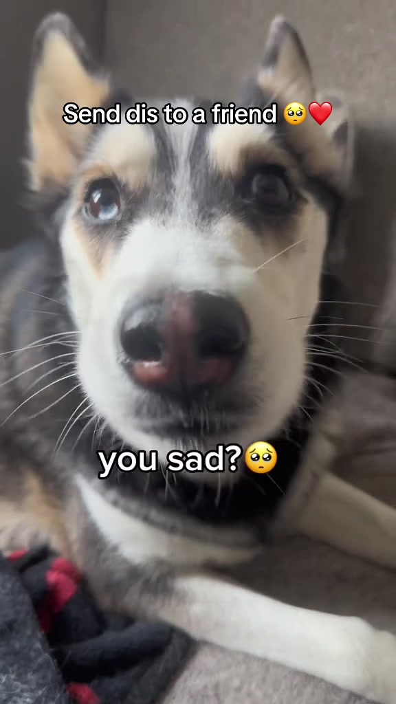 @Maya Husky 🐺