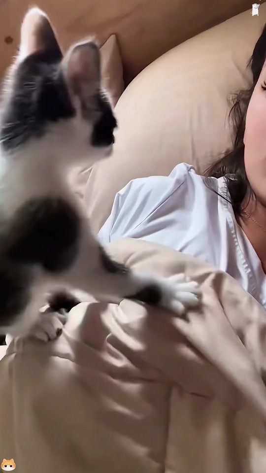 @funnyanimalvideo99
