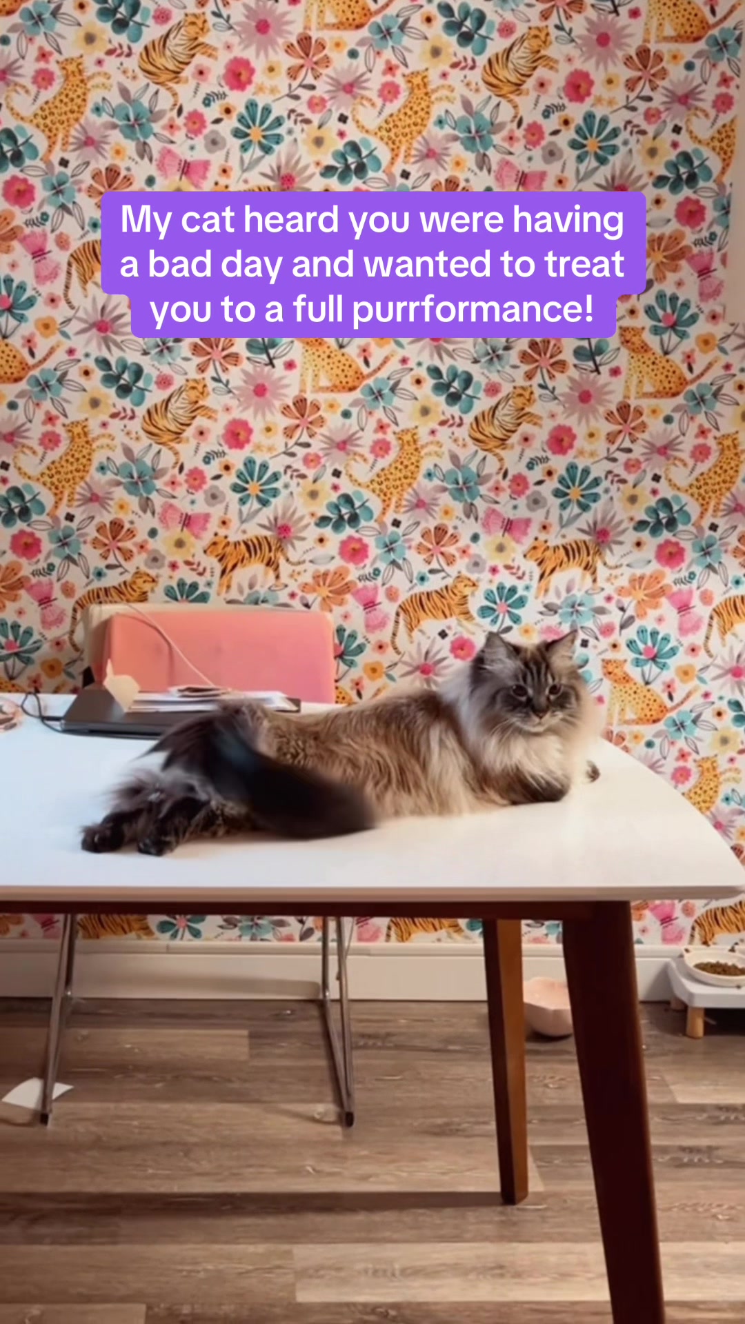 @My Cat Is People 🇨🇦