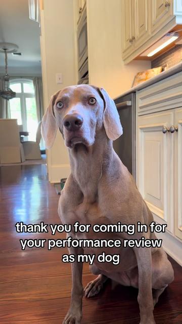 @Zoey the Weim