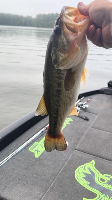 @STUCKINTHETREEFISHING