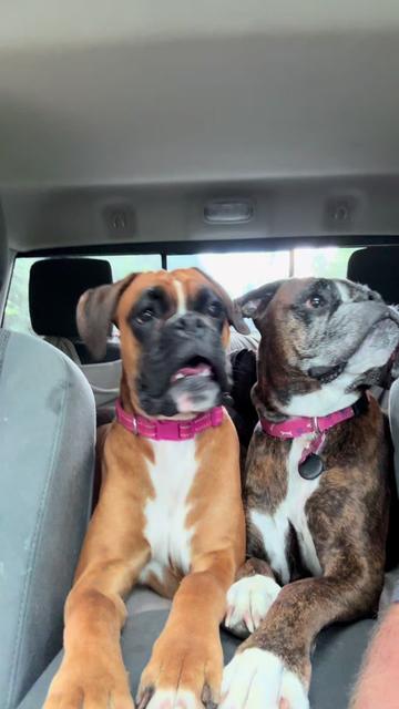 @boxermadness