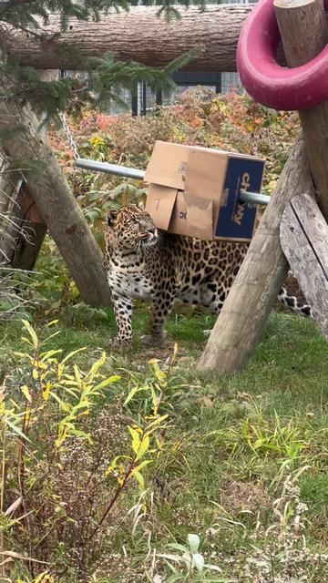 @The Wildcat Sanctuary