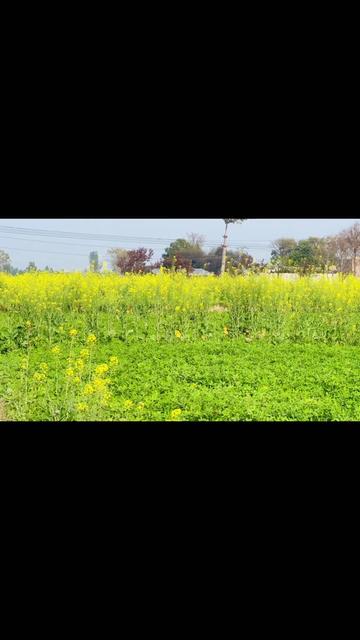 @Ahmad 🎋🌱🌳
