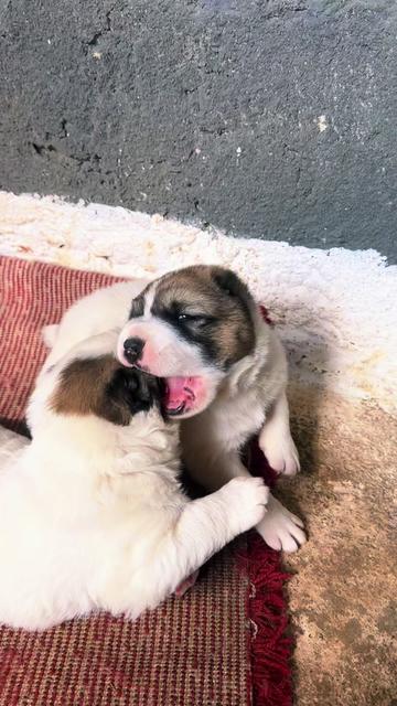 @BucaTurkmenMDAlabai