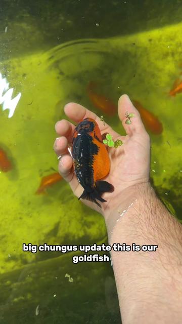 @The Goldfish Guy