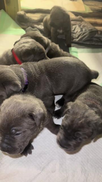 @AandMCaneCorsos