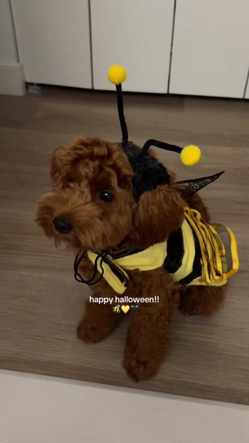 @Lilo The Cockapoo
