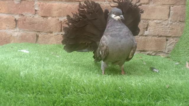 @royal birds