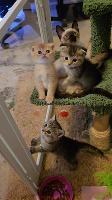 @Brittany's Beauties Kittens