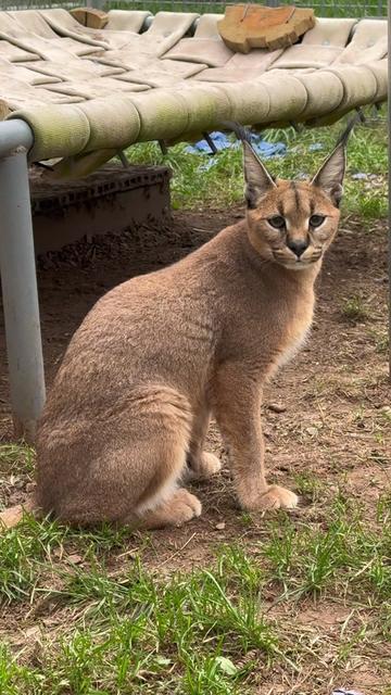@The Wildcat Sanctuary