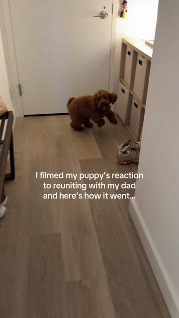@Lilo The Cockapoo