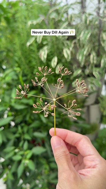 @gardeningindoors