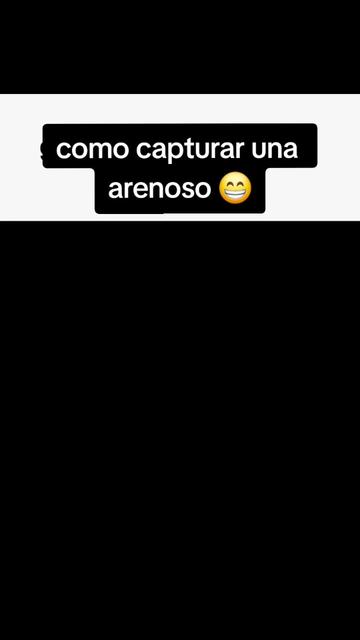@gato de combate
