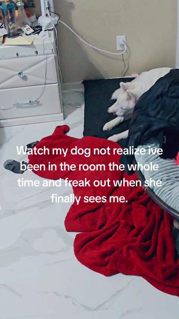 @Moon and Apollo