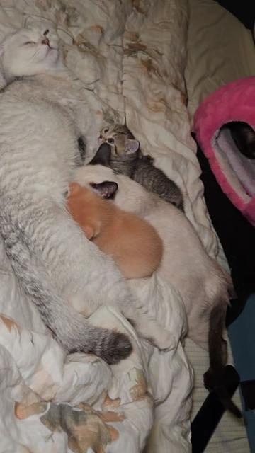 @Brittany's Beauties Kittens