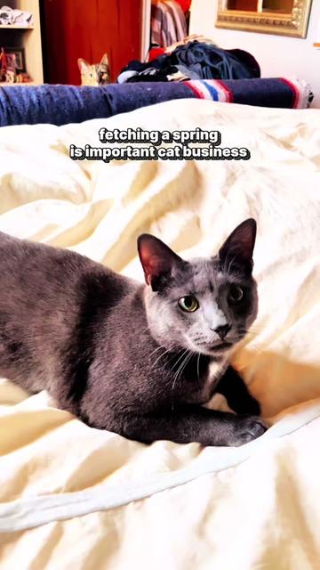 @NermalTCat