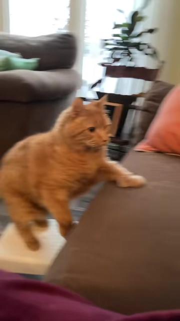 @Reznor_the_cat🪽