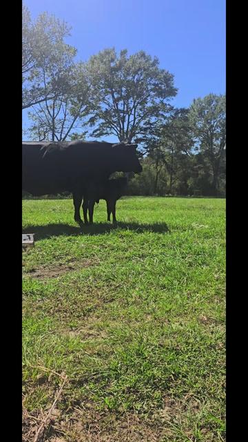 @M.I. CATTLE CO.